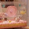 Large Capacity Automatic Water Kettle Drip-proof Hamster Water Bottle  Small Animal Cage