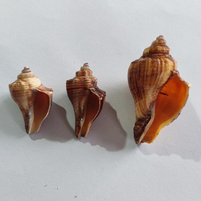 Seashell Hermit Crab Habitat Decor - Chicken Leg Shell for DIY Crafting and Painting