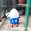 Pigeon Drinker Bird Water Bucket Cage Accessories Dispenser for Peacock