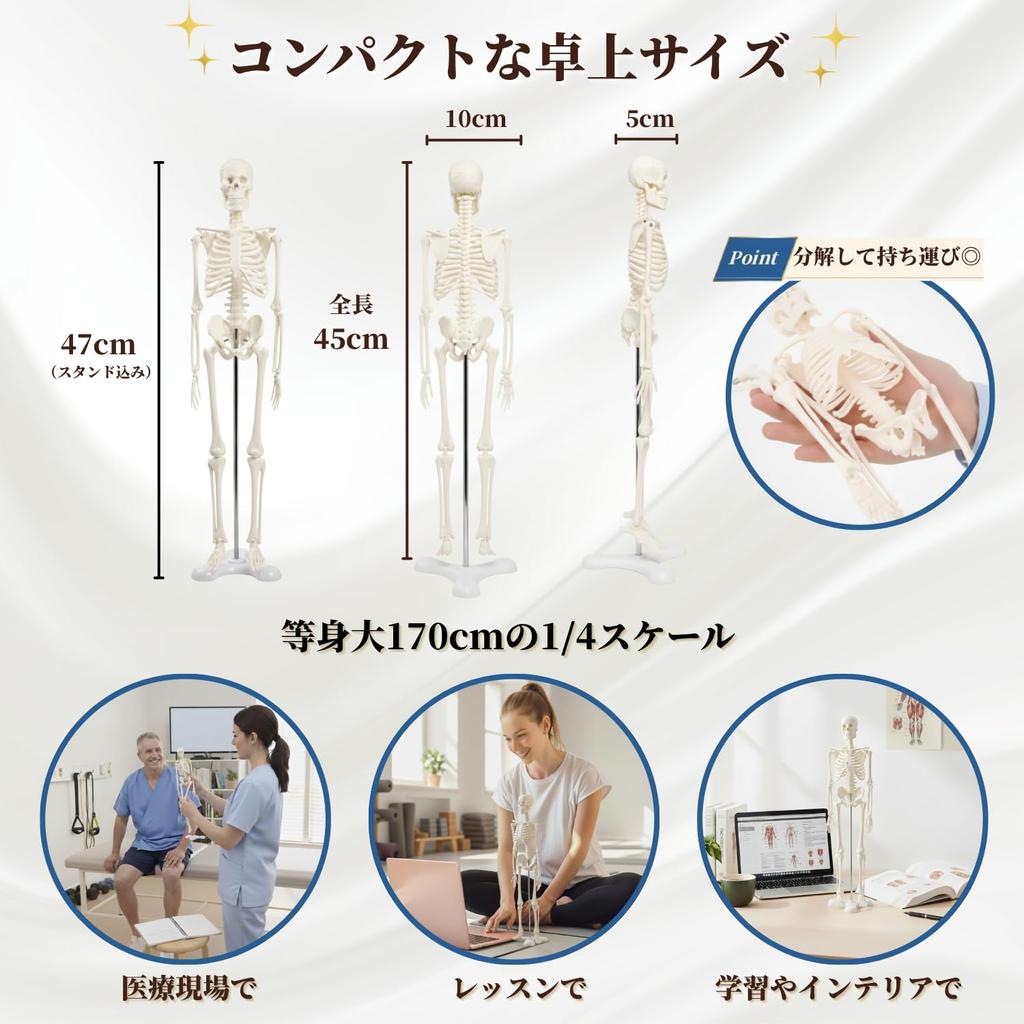 After7 1/4 Scale Full Body Skeleton Model, Miniature Human Body Model, 45cm, Tabletop Skeleton Specimen, Bone Model, Movable Joints