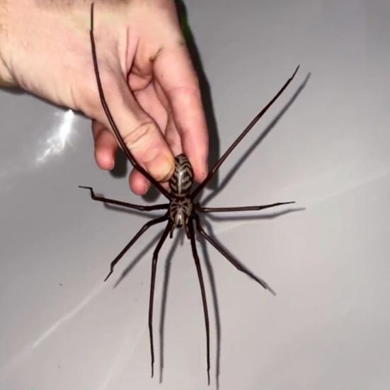 2 Pcs Spider Fridge Magnet Realistic Spider Figurine Removable Spooky Spider Magnet for Refrigerator Garage Door Car Locker Decoration