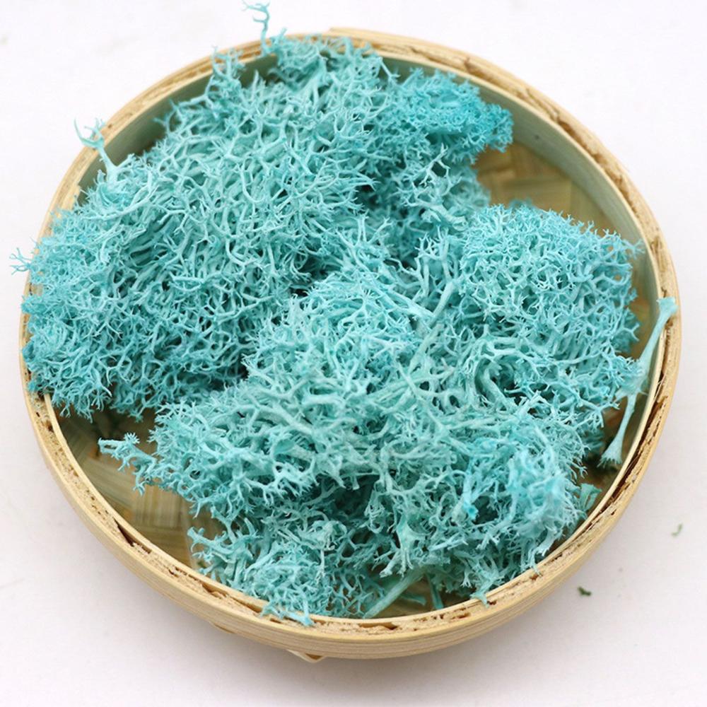 Decor Christmas Wedding Decoration Artificial Plant Reindeer Moss Micro Landscape Eternal Life Moss