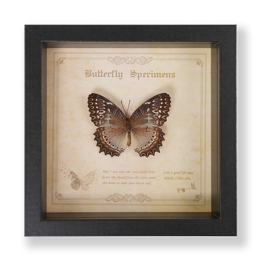 Green Banded Swallowtail Butterfly Specimen Decorative Painting - Real Insect for Display