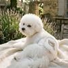 Adjustable Pet Dog Diaper Leak Proof Sanitary Underwear Dog Polite Belt for Female Male Dog