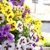 Decorațiuni pentru casă – Flori decorative şi coroane de flori