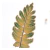 Gold-Plated Copper Leaf Bookmark with Peacock Print