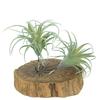 Realistic Faux Tillandsia Succulents Artificial Air Plant For Indoor Home Office Green Plant for Shelf Desk Decoration