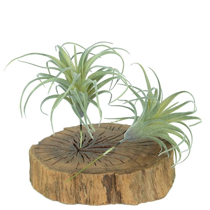 Realistic Faux Tillandsia Succulents Artificial Air Plant For Indoor Home Office Green Plant for Shelf Desk Decoration
