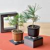 Seishin Togei Home Gardening Easy Cultivation Black Pine Bonsai Cultivation Set Research 9cm The BONSAI Year-Round Kit, (Free Project), Approx. Pot,