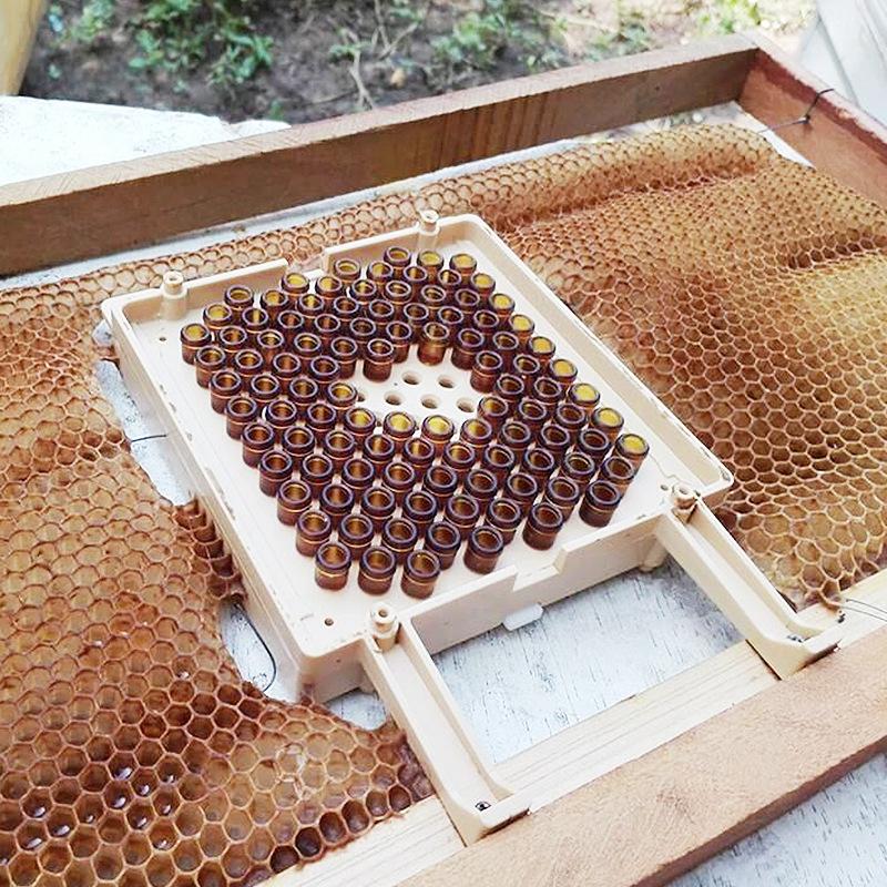 Germany Jenter Queen Rearing Kit Nicot Bee Queens Rearing System Queen Bee Larva Move Cage Goods Tool For Beekeeper Supplies