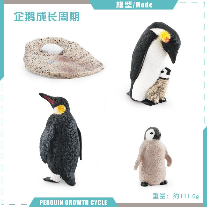 Detailed Penguin Growth Process Display Charming Pvc Model Ideal For Kids Educational Purposes Penguin Cycle 1