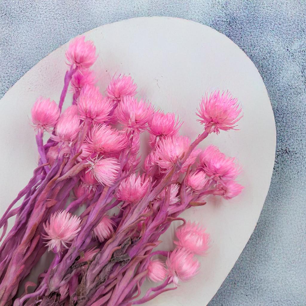 Kaaps Flower - Phaenocoma Prolifera - (Cape Strawflower) - Różowy