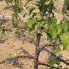 50Pcs Tree Branch Shapers Farm Tools Steel Plant Bender for Orchard Cherries Branches