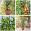 Plant Support Stakes Garden Vine Climbing Rack Pillar Plastic Coated Steel Pipe Greenhouse Bracket Connector Vegetables Planting