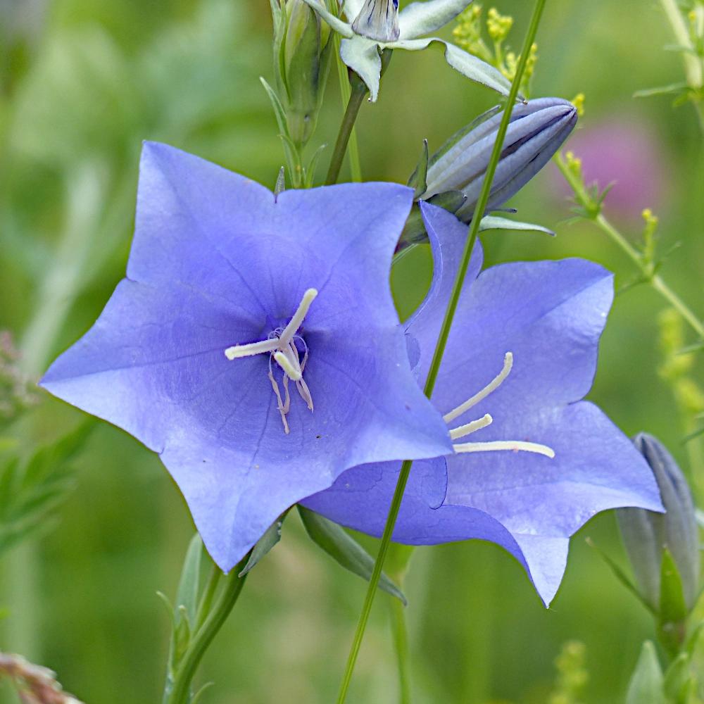 Carpathian Bellflower Mix Flower Seeds for the Garden