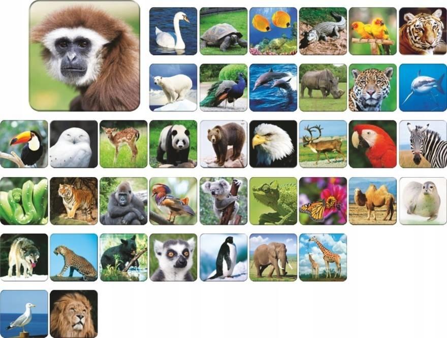 ZOO ADAMIGO MEMORY 7264