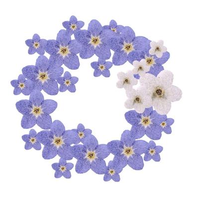 Nagelkunst Kerzenherstellung Schmuck Natürliches Vergissmeinnicht Vergiss mich nicht Getrocknete Blumen Gepresste Blume
