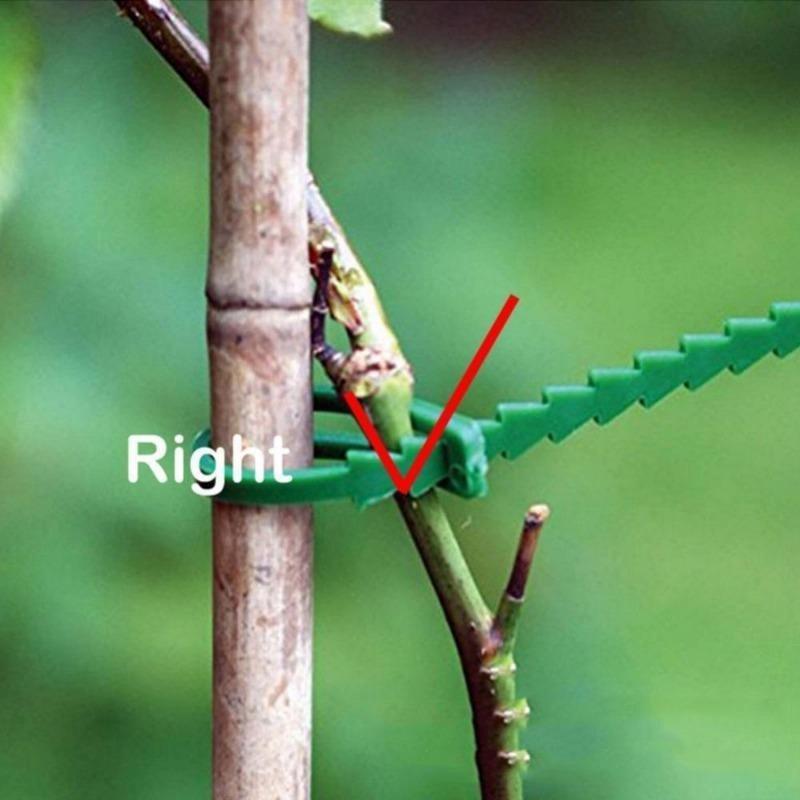 100pcs Green Fishbone Tie, Garden Climbing Vine Plant Fixing Buckle, Gardening Accessories Binding Wire Binding Strap