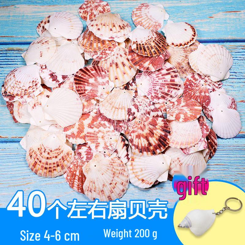 Handmade Decorative Seashells & Starfish for Fish Tanks: Landscaping, Painting, Specimens, Whelks, Hermit Crabs
