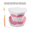 Adult Dental Teeth Model and Toothbrush with Removable High Grade Teeth Teaching Model
