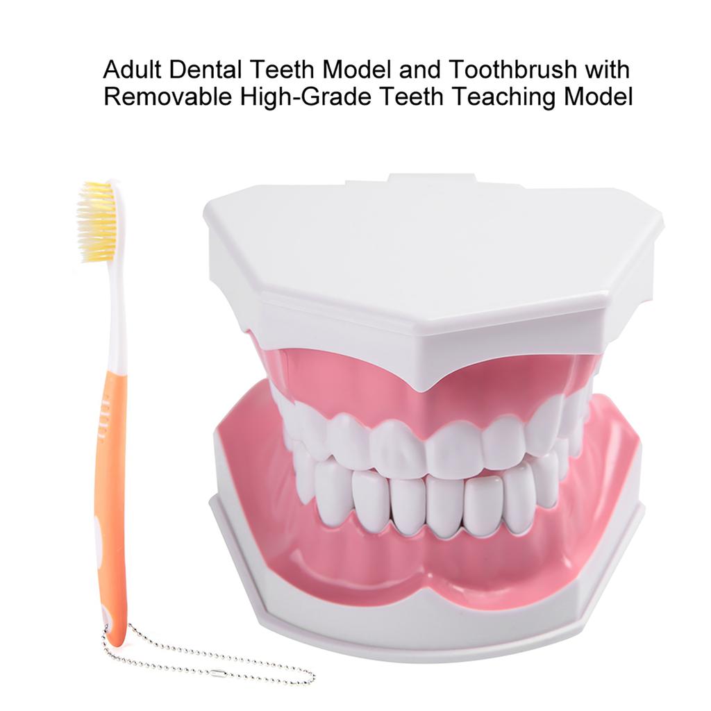 Adult Dental Teeth Model and Toothbrush with Removable High Grade Teeth Teaching Model