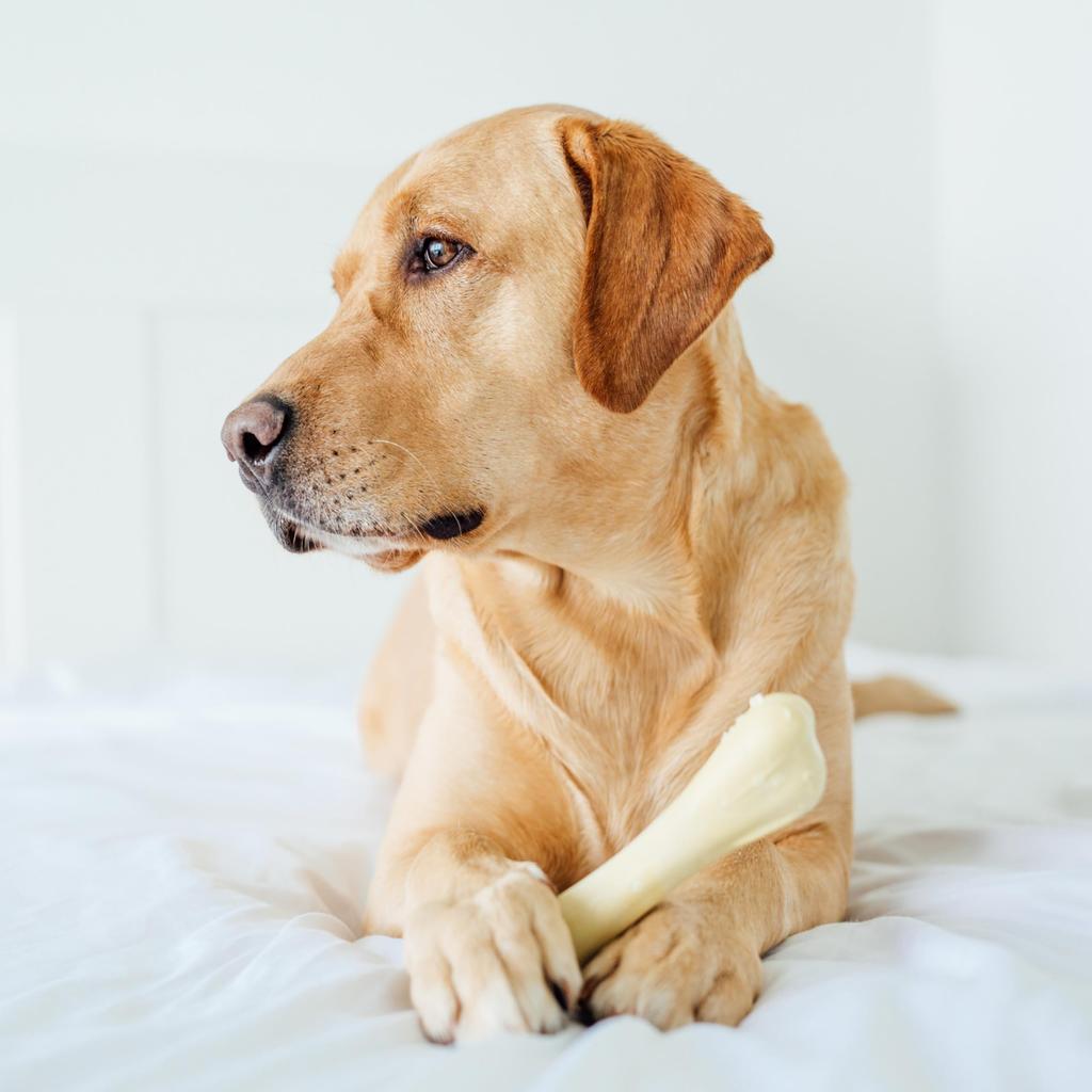 Petstages Chicken Bone Medium