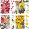 DIY Dried Flower Specimen Sticker Set for Kids: Handmade Pressed Flower Frames & Resin Bookmark Craft Kit