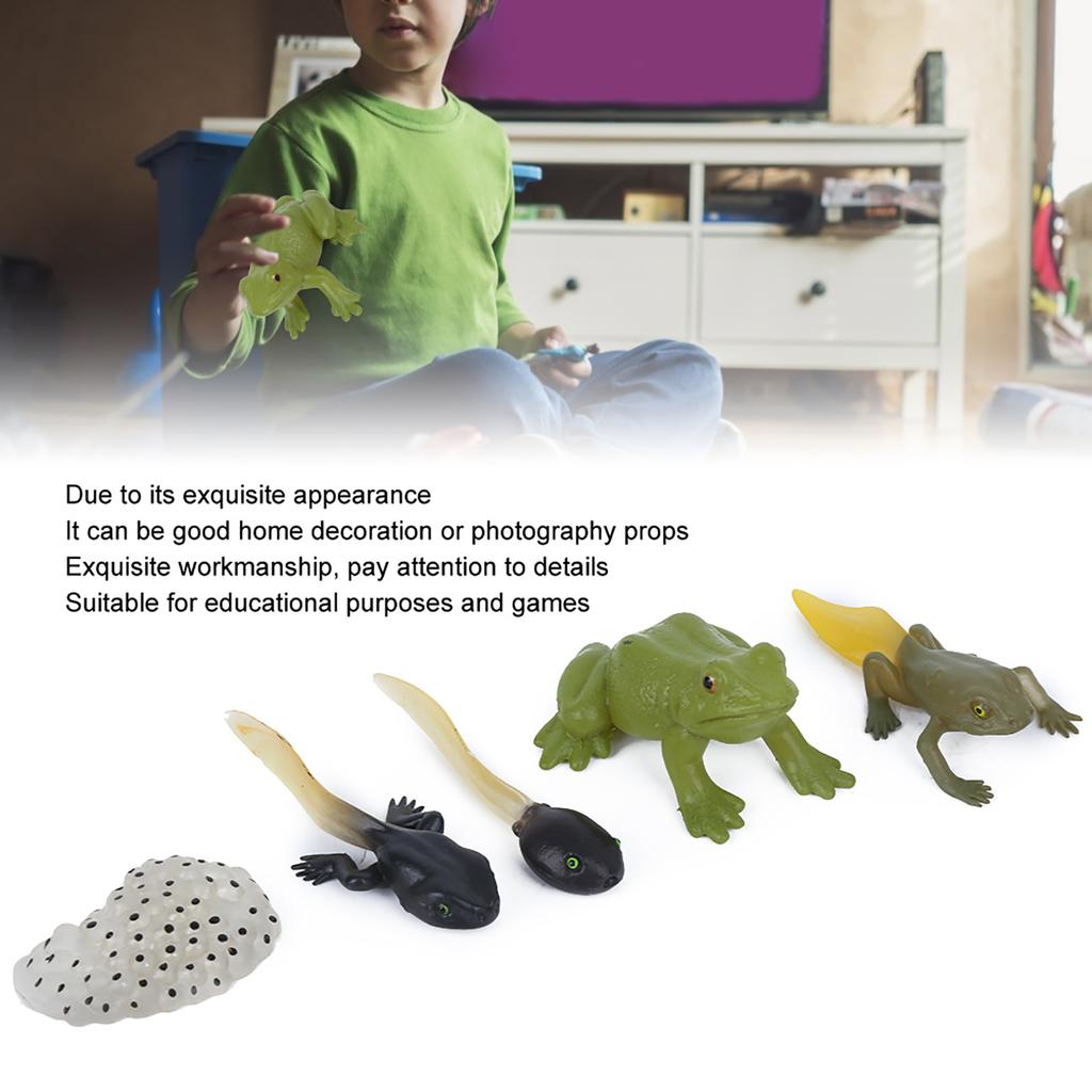 Ranidae Growth Cycle Model Children Miniature Simulation Animal Early Education Statue Toy
