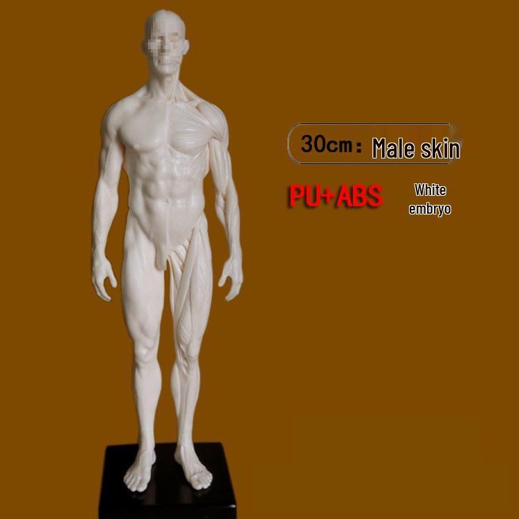 30cm Human Anatomy Sculpture: Full Body Muscle & Bone Model for Art Students