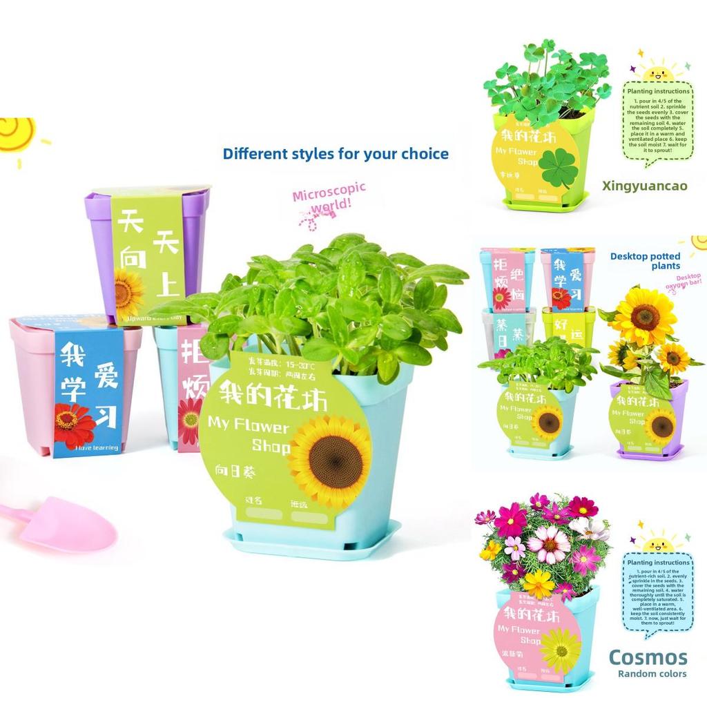 Kit Esperimento Scientifico Fai da Te Pianta in Vaso da Scrivania con Semi da Germinazione per Bambini e Decorazione per Ufficio