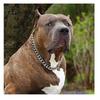 Guinzaglio e Collare a Catena P in Acciaio Inossidabile Dorato da 19 mm - Collana per Animali Domestici Hip Hop