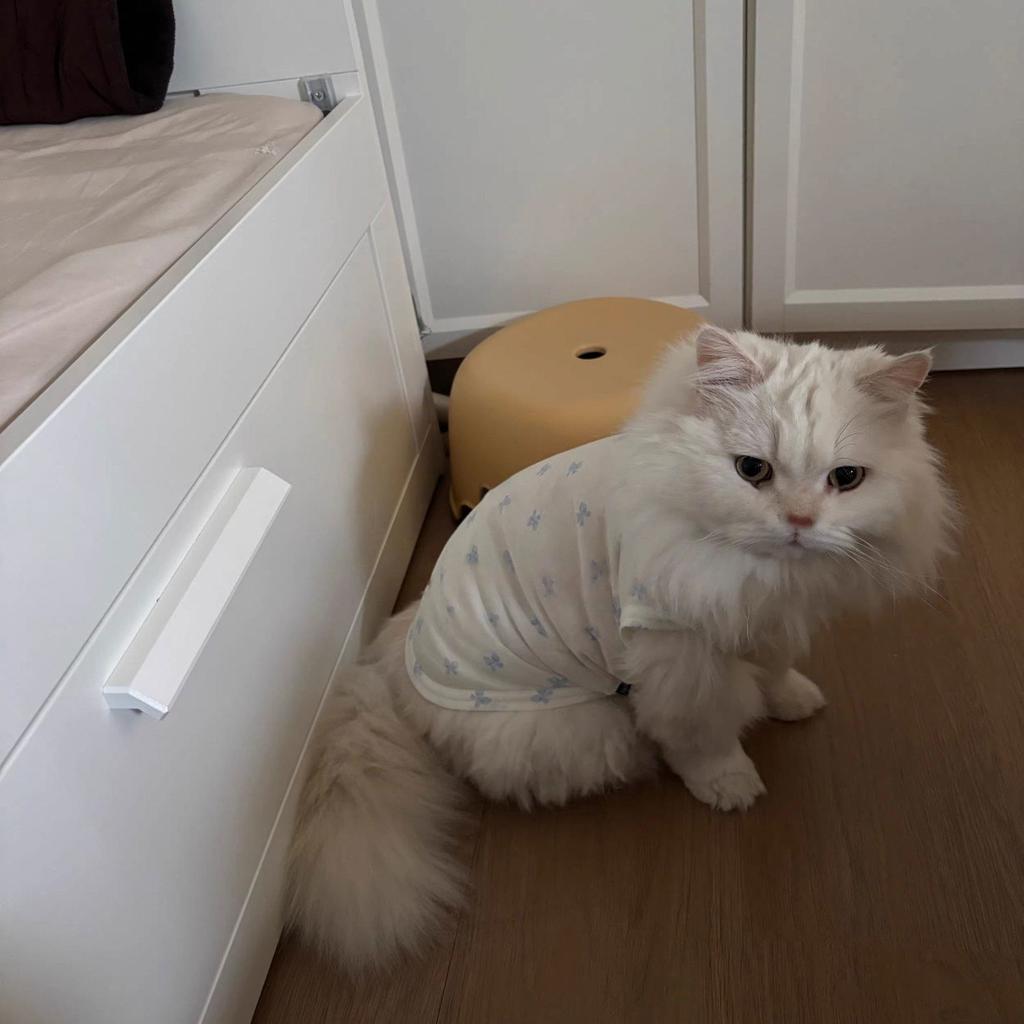 Super Süße Katzenkleidung Sommer Dünn Atmungsaktiv Anti-Haarausfall Puppe Kätzchen Kätzchen Haustier Hund Hundeweste