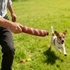 Robustes quietschendes Hundespielzeug für aggressive Kauer Unzerstörbares Trommelstock-Wurstförmiges Latex-Kauspielzeug für kleine, mittlere und große Rassen