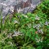 1PC 6-head LED Solar Butterfly Lights Outdoor 2 Modes Decoration Lights,Ground Plug Light For Garden,Lawn,Courtyard,Landscape