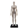 Lucky Panda TopSeller Panda Female Human Body Model, 11 Inches (Approx. 30cm), Human Muscle Model, Resin Musculoskeletal Model, CG Painting, Sculpture