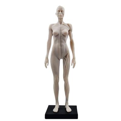 Lucky Panda TopSeller Panda Female Human Body Model, 11 Inches (Approx. 30cm), Human Muscle Model, Resin Musculoskeletal Model, CG Painting, Sculpture