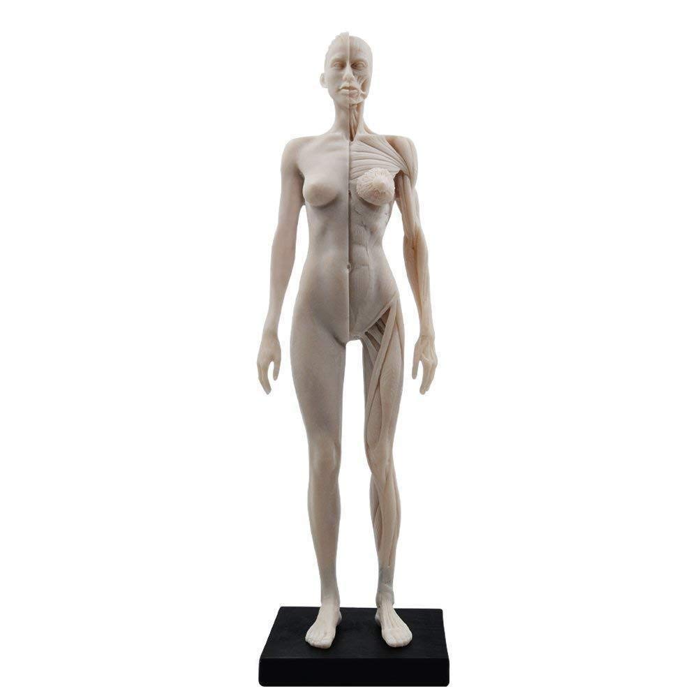 

Lucky Panda TopSeller Panda Female Human Body Model, 11 Inches (Approx. 30cm), Human Muscle Model, Resin Musculoskeletal Model, CG Painting, Sculpture