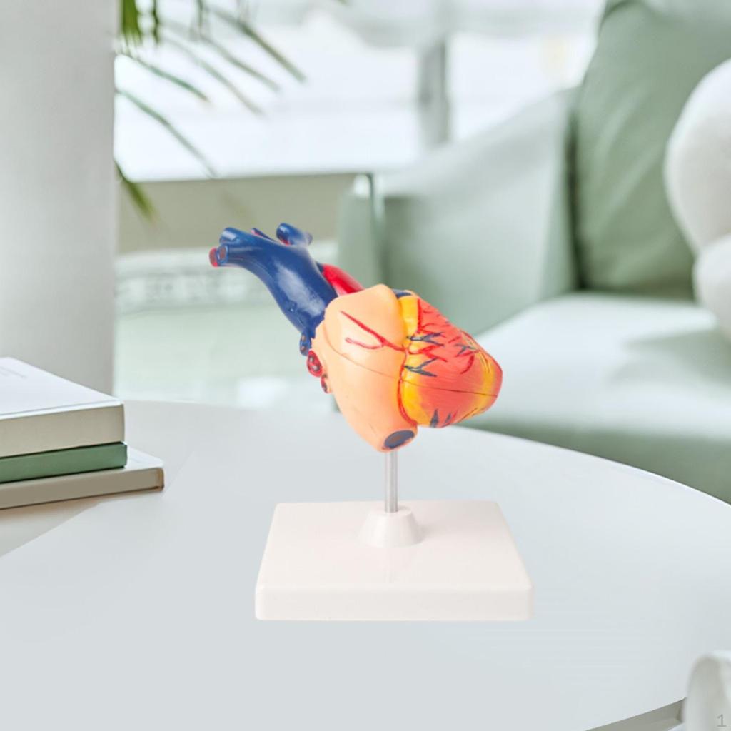 Human Heart Model Anatomical Structure Educational Professional Anatomically Accurate