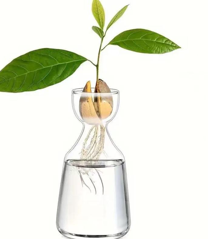 Four-piece Avocado Seed Starter Vase- Grow Your Own Avocado Tree Unique Glass Planting Pot for Gardening Lovers Start Your Green