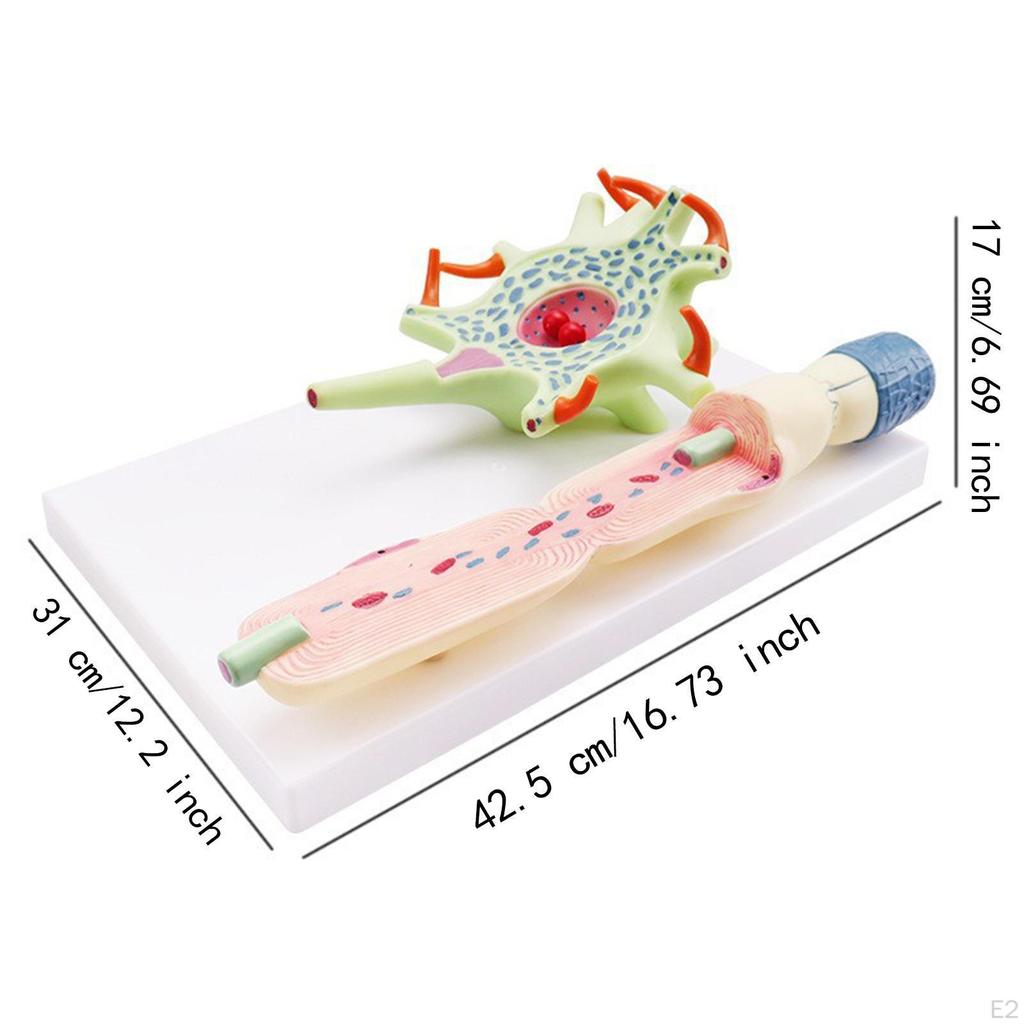 Neuronal Cell Model with Base Scientific Simulation Educational Human Organ Teaching Supply