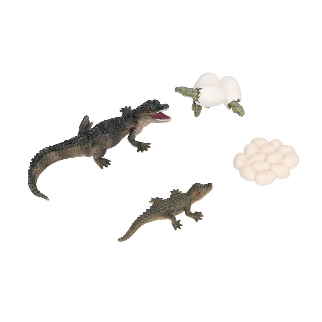 Simulation Animal Crocodile Growth Cycle Model Crocodile Growth Process Children"s Science