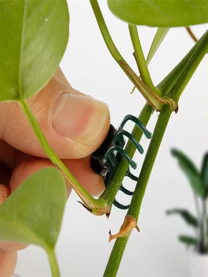 20-100 Stück Kunststoff-Pflanzenstützklemmen Orchideen-Stielklemme für Rankenstütze Gemüse Blume Bündelbinder Astklemme Gartengerät