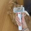 Pet Detangling Grooming Comb 2-in-1 Gentle Undercoat Rake Deshedding Brush Removes Mats Tangles Loose Fur for Long Short Hair Cats Dogs