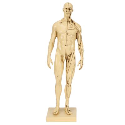 Mannequin Resin Human Muscle Model Sketching Teaching Drawing Male Body Anatomy Model