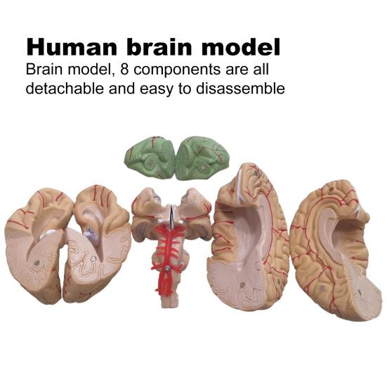 Menschliches Gehirnmodell Simulation 8-teilig PVC Lebensgroß Anatomie Lehrmittel für Klassenzimmer