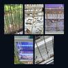 X60S Large Outdoor LED Mosquito Killer Lamp