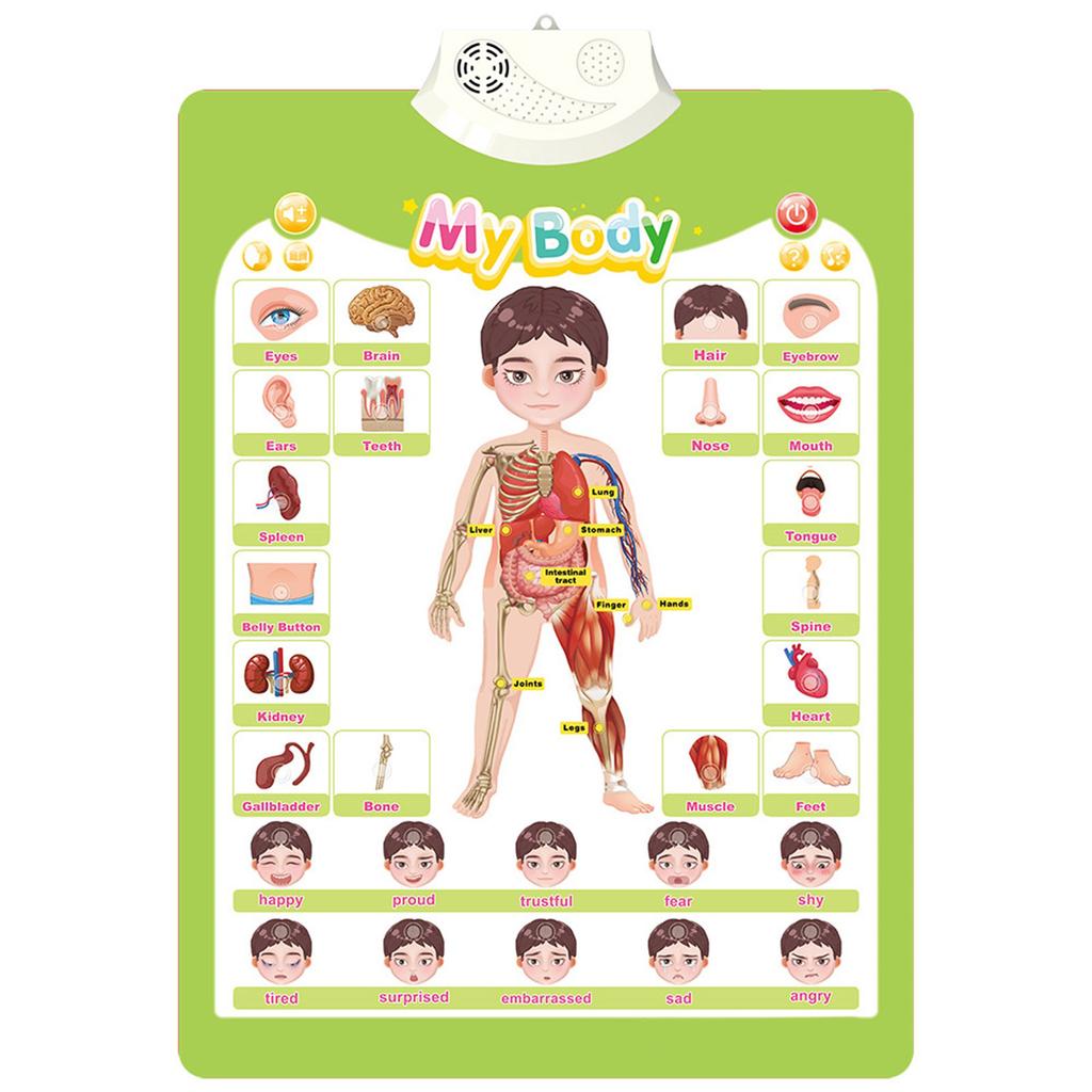 Diagramă de perete interactivă vorbitoare pentru copii Jucărie educativă pentru băieți și fete cu vârsta între 3-6 ani Jucărie distractivă pentru cogniție Alimentată cu baterii