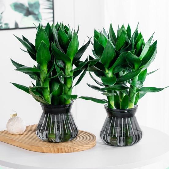Self-watering Flowerpot with Self-absorbing Cotton Rope Creative Plastic Plant Pot Indoor