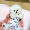 Cute Belly-protecting Puppy Clothes, Autumn And Winter Teddy Bichon Small Puppy Pet Four-legged Winter Belly-covering Pajamas