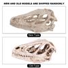 ZK50 Resin Dinosaur Skull Model Simulated Animal Skeleton Home Office Decor Craft Teaching Prop